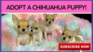 ADOPT A CHIHUAHUA! | SUPER MARCOS VLOGS