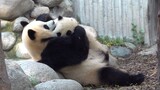 【Panda Yuan Run & He Hua】Run: Hua, Let Sister Hug And Kiss You!