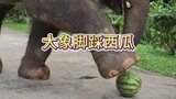你知道大象在吃西瓜之前为什么要将它们踩碎吗？ #大象 #大象脚掌 #大象吃西瓜 #神奇动物 #冷知识