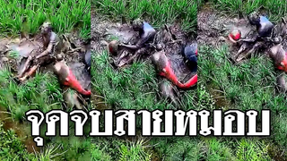 @Awesome Videos จุดจบสายหมอบ! แว้นซิ่งโนสนโนแคร์ เป็นไงล่ะ จบไม่สวย