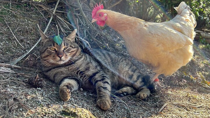 Ayam yang dipelihara oleh kucing tersebut masih menempel pada kucing tersebut ketika ia besar nanti