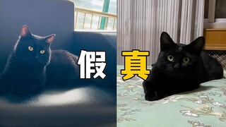 我家猫，被流浪猫，冒名顶替了