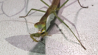 Grasshoper eats a mosquito that's full from feeding!