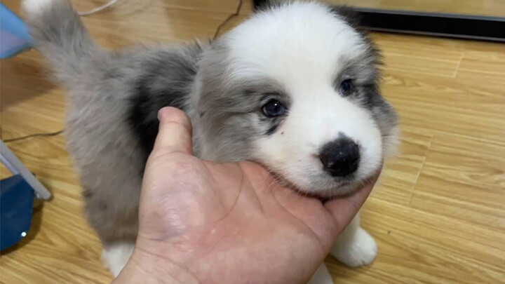 How could such a cute border collie be abandoned