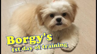 How to train a Shih tzu Puppy- Borgy's 1st Day of Training