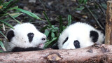 [Panda] These two little lovely things having a row 