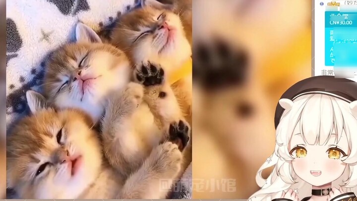 Lolita Jepang menonton video kucing lucu dan mencoba berbaur [Anako Umido]