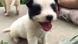 Chó Ta Lai cún con dễ thương