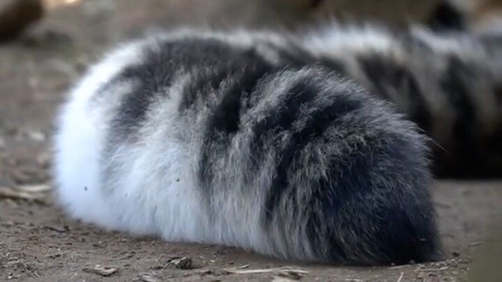 [Animals] Snow Leopard: Look, this is how the tail is used