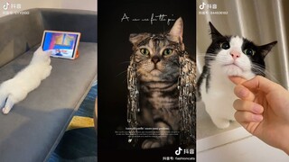 Video Này MeoW Phết - Tổng Hợp Meme Mèo - Funny Cat