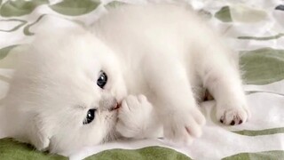 So Many Cute Kittens Videos Compilation | Cute VN