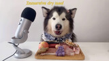 Động vật|Chó Alaska ăn trưa