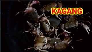 How to cook mud crabs #kagang