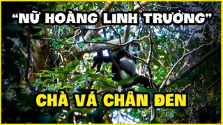 Theo Dấu Chân "Nữ Hoàng Linh Trưởng" Loài Linh Trưởng Đẹp Nhất Phía Nam | Khám Phá Cát Tiên Phần 2