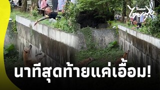 หนุ่มลองดี ปีนข้ามรั้วสวนสัตว์แหย่ "ไฮยีน่า" ยิ่งนาทีสุดท้ายแค่เอื้อม!|ไทยนิวส์|42-SS