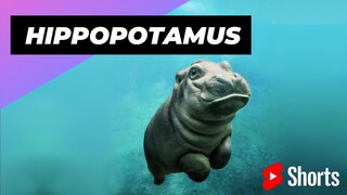 Hippopotamus 🦛 One Of The Tallest Animals In The World #shorts