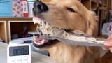 [Dogs Clip] น้องหมาตัวไหนจะกินอาหารเร็วกว่ากันนะ