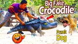 Big Fake Crocodile vs Prank Sleeping Dog Very Funny - Must Watch Most Funny Video Try Not To Laugh