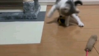 【萌猫/沙雕日常】生活沙雕名场面——萌猫搞笑日常vlog4