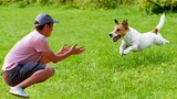 ANIMALS REUNITED WITH OWNERS AFTER YEARS ❤️ Enough To Make A Grown Man Cry