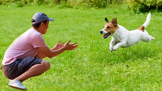 ANIMALS REUNITED WITH OWNERS AFTER YEARS ❤️ Enough To Make A Grown Man Cry