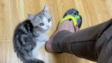 [Loài vật] Chơi game & chăm mèo cùng một lúc