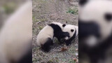 Adegan Lucu Panda Berkelahi