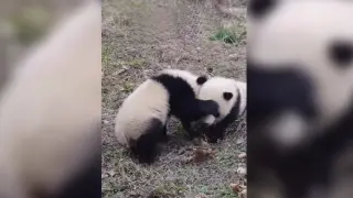 Cute Romping Scenes of Pandas