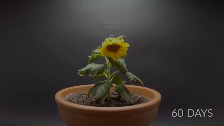 Growing DWARF SUNFLOWER Time-lapse