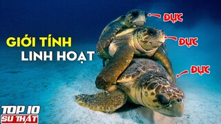 Top 10 Động Vật Có Giới Tính "Linh Hoạt" Nhất TG - Bạn sẽ Không Tin Nếu Không Có Camera Quay Lại