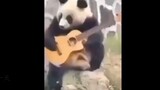 Panda: Do I Make Your Ticket Worthy? - Funny Videos