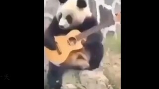 Panda: Do I Make Your Ticket Worthy? - Funny Videos