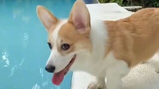 cute corgi doggie