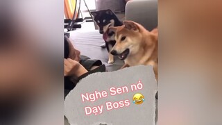 Khi Boss dạy Sen nói tiếng chó  🤣  cute funny dog pet thucung foryou xuhuong trending dogs