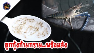 ลูกกุ้งก้ามกรามพร้อมออกเดินทางจัดส่งทั่วประเทศ สั่งจริงส่งจริงแถมจริง สไตล์korattv