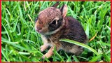 Lady Rescues A Newborn Rabbit And Raises Her Until She's Ready To Be Wild.