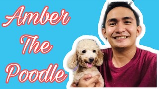 AMBER THE POODLE | SUPER MARCOS VLOG