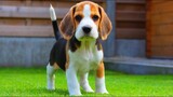 Top 10 loài chó con dễ thương nhất thế giới - THT Pro 5