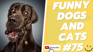 Funny Animal Videos 2022  Best Dogs And Cats Videos 😺😍 # 75