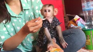 When Feeding yogurt Mino monkey SO happy
