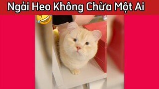 Cái ngải này hơi mạnh khó chữa #funny #haihuoc