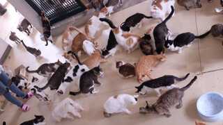 A Home of 200 Cats. Look for Adoption