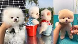 Tik Tok Chó phốc sóc mini Funny and Cute Pomeranian Videos #2