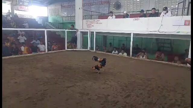 March 8.2025 paraputo stancia cock pit arena.