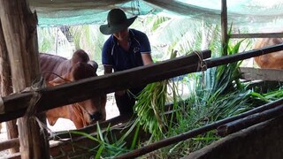 Phim Ngắn - Anh thanh niên chăn bò và nhóc thích bắt cá