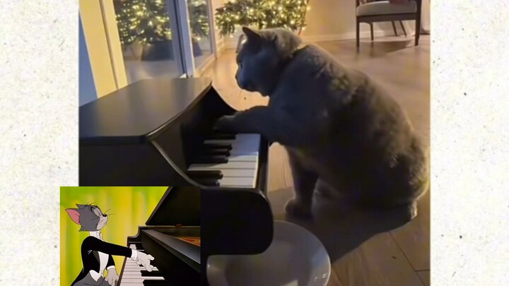 猫一个月之后：拥有汤姆猫一样的从容