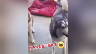 em nhảy đẹp quá anh bái phục😆🤣hàihướcvuinhộn hàitiktok hàihước fyp xuhuong pet