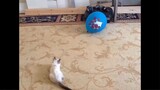 Cats vs Ballon 😹😹😹