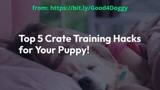 Top 5 Crate Training Hacks That Will Transform Your Puppy