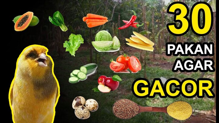 30 Makanan BURUNG KENARI Agar Gacor dan Ngerol